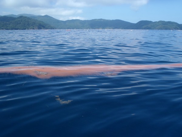 ４日の冠島サムネイル