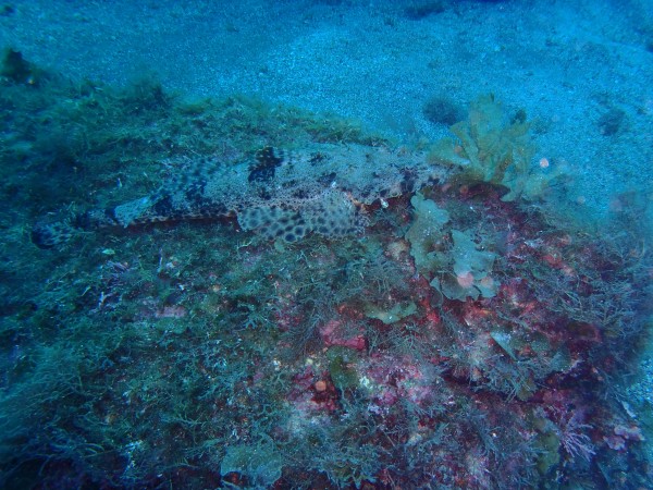２５日、冠島３ダイビングサムネイル