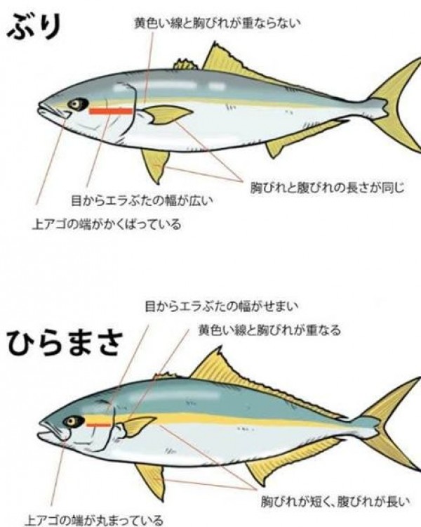 音海ベース・冠島ダイビングより、（ブリ・ヒラマサ）サムネイル